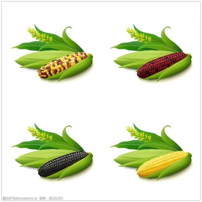 玉米種類圖片素材